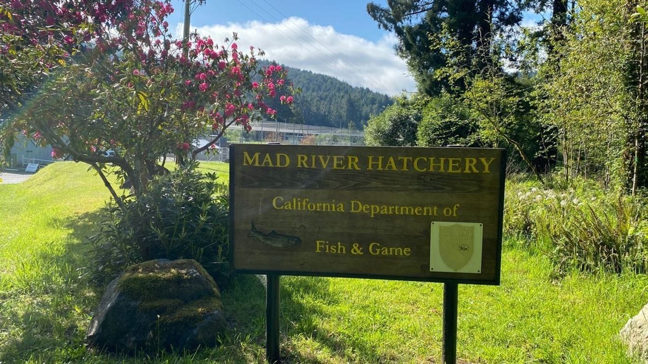 Mad River Hatchery