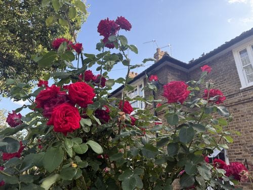 stopping and taking a picture everytime you see a rosebush