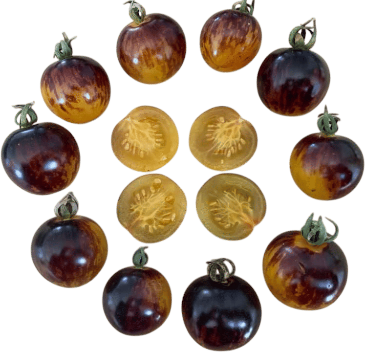 Planting Cosmic Purple Tomatoes