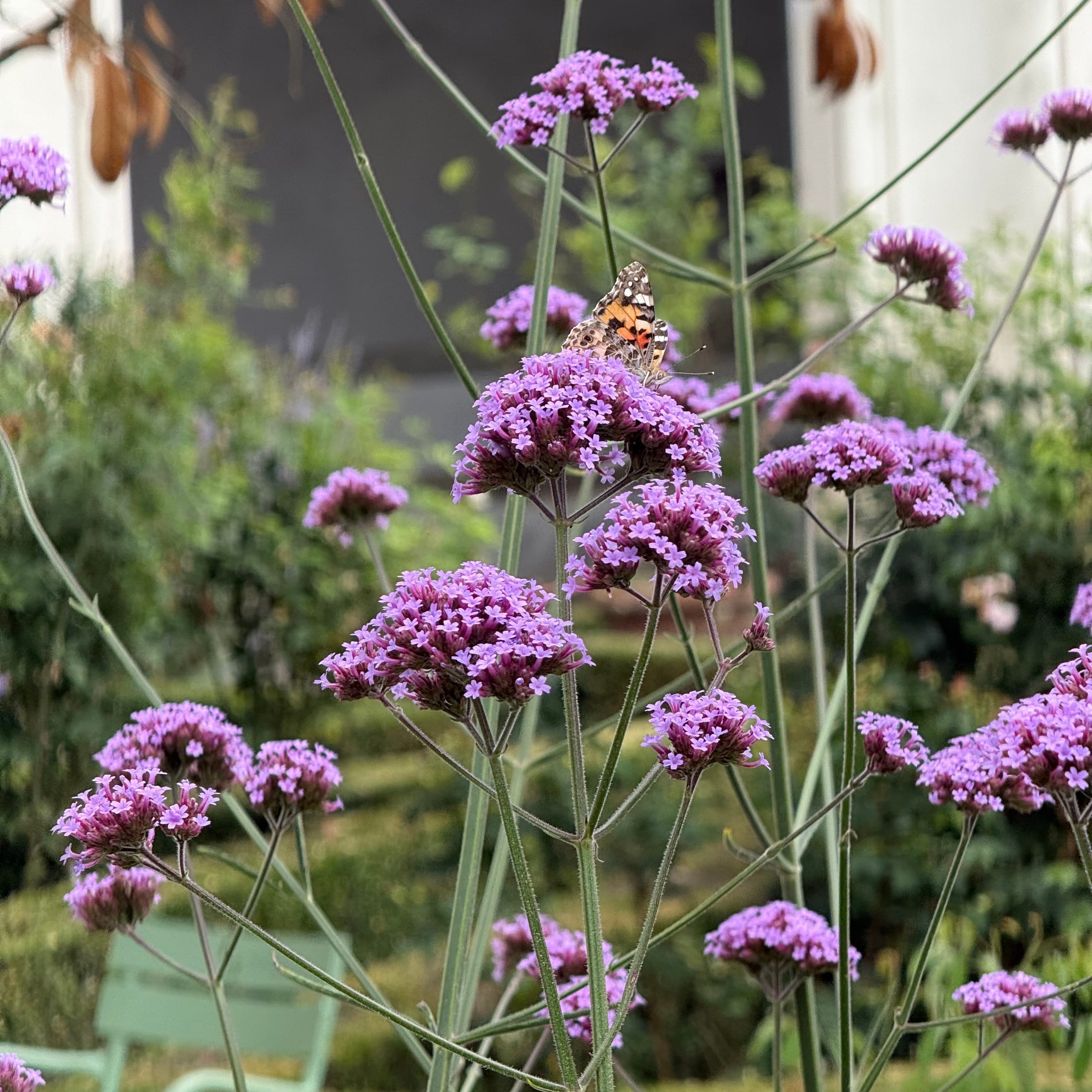 purpletop vervain