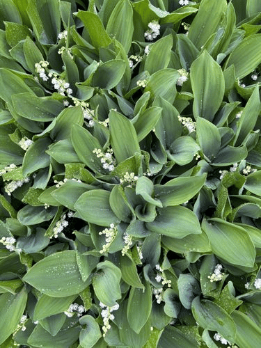 growing lilies of the valley