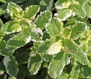 Pineapple Mint