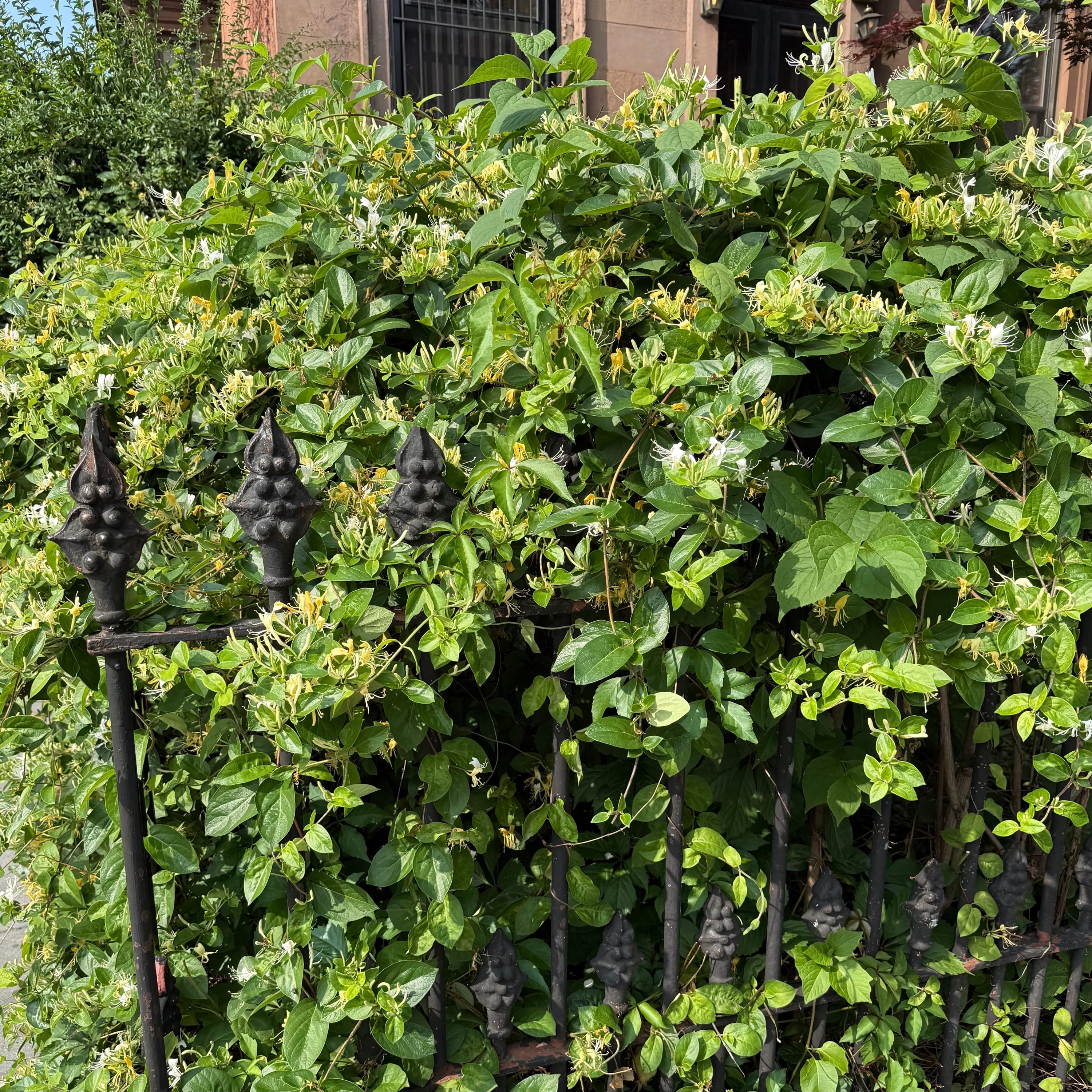 Honeysuckle