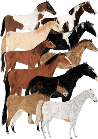 horses