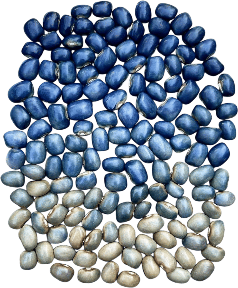 'San Bernardo Blue' Bean