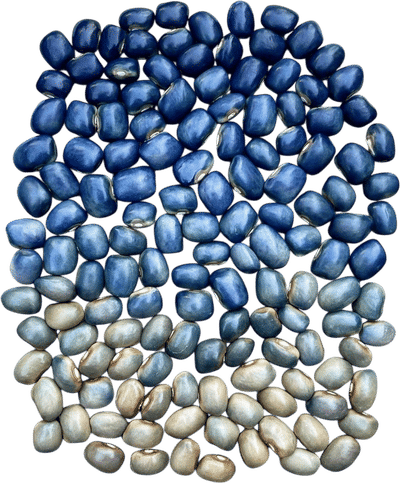 'San Bernardo Blue' Bean Seeds