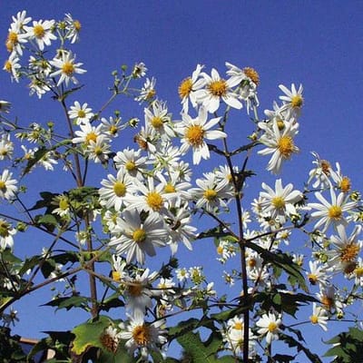 Montanoa grandiflora
