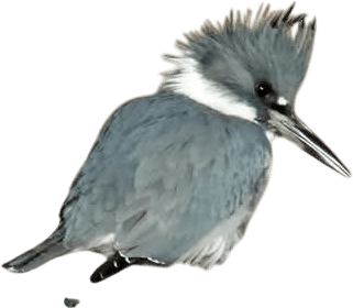 I’m in between cedar waxwing and belted kingfisher. But, least bitterns look funny, and I can’t help but like that too.