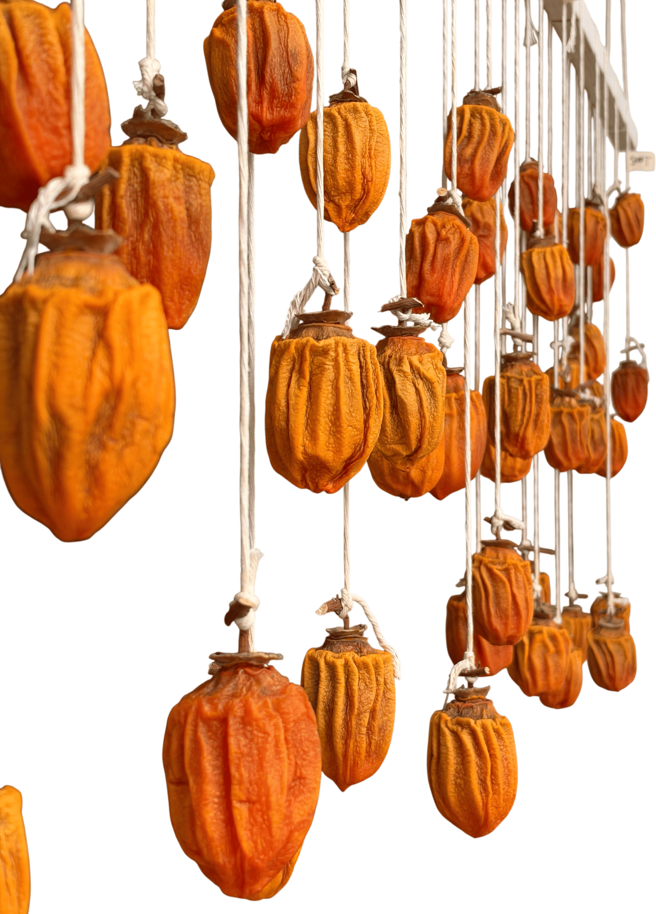 Hoshigaki: Art of drying persimmons