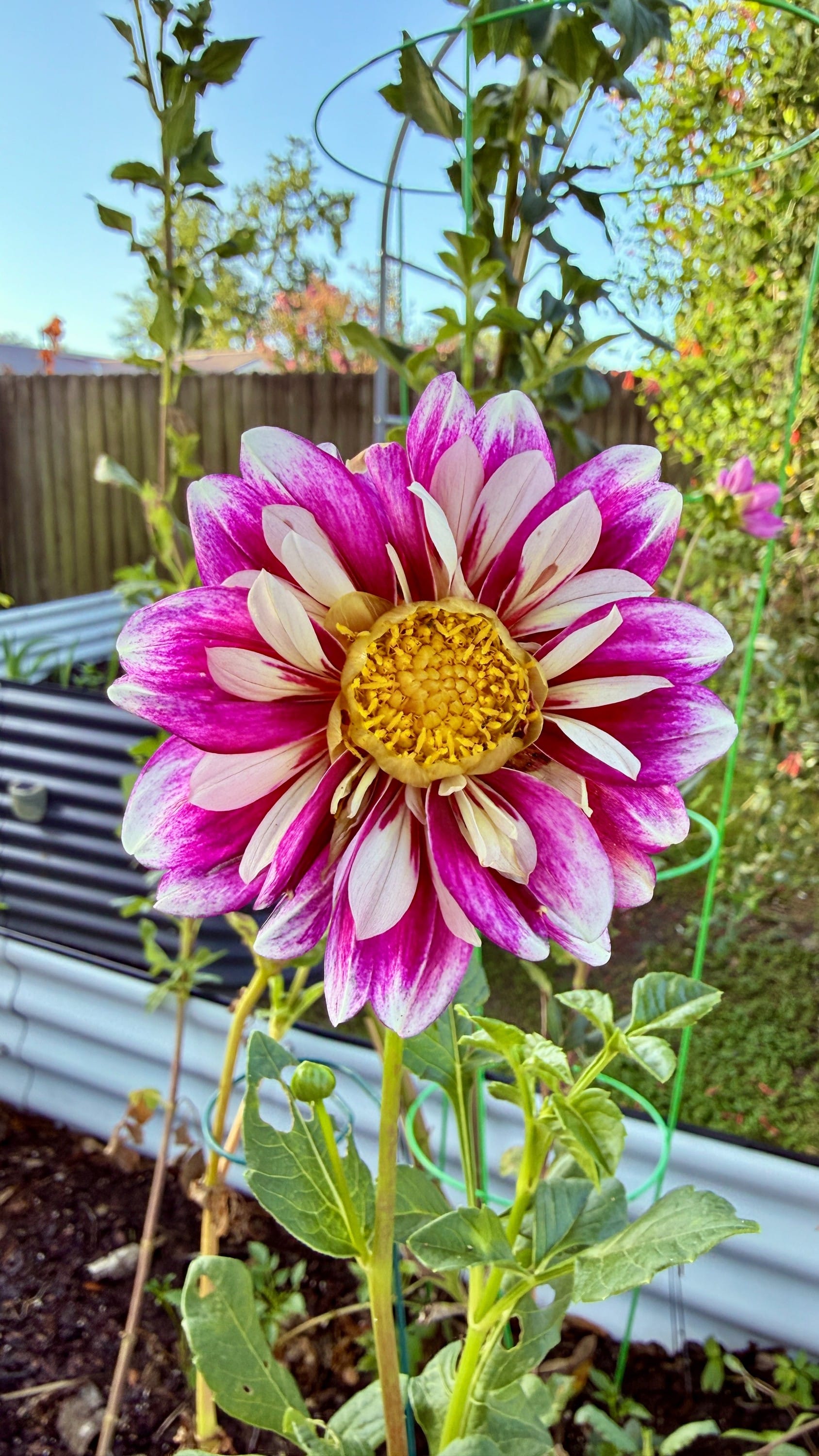 Fashion Monger Dahlia
