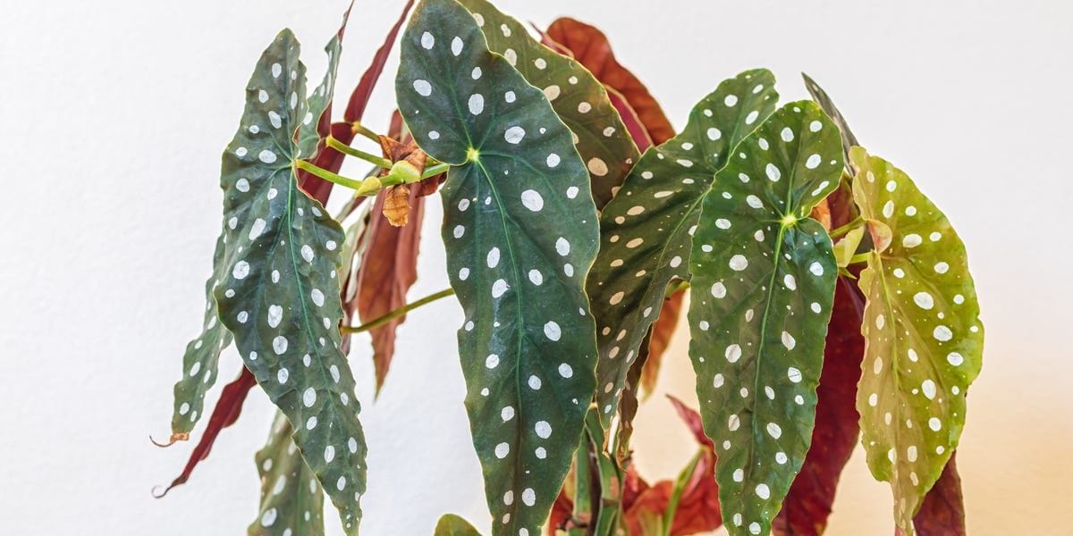 Polka Dot Begonia
