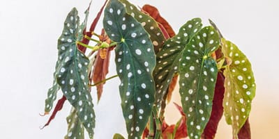 Polka Dot Begonia