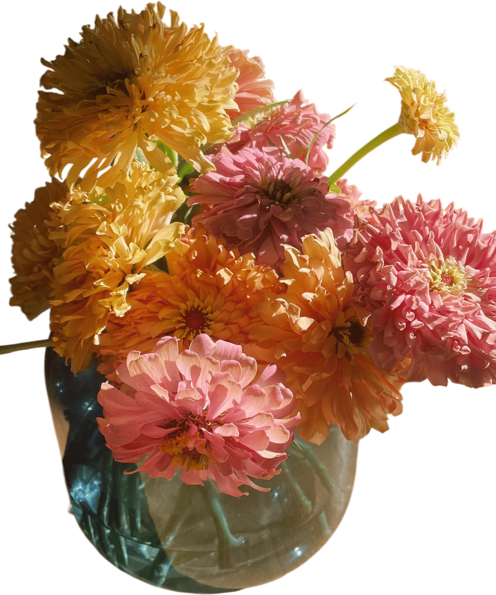 Zinnia Seeds