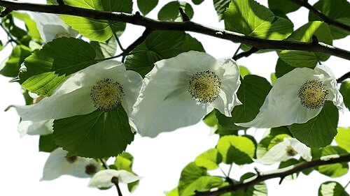 Davidia involucrata (Ghost Trees) 