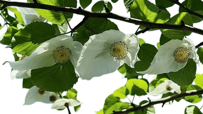 Davidia involucrata
