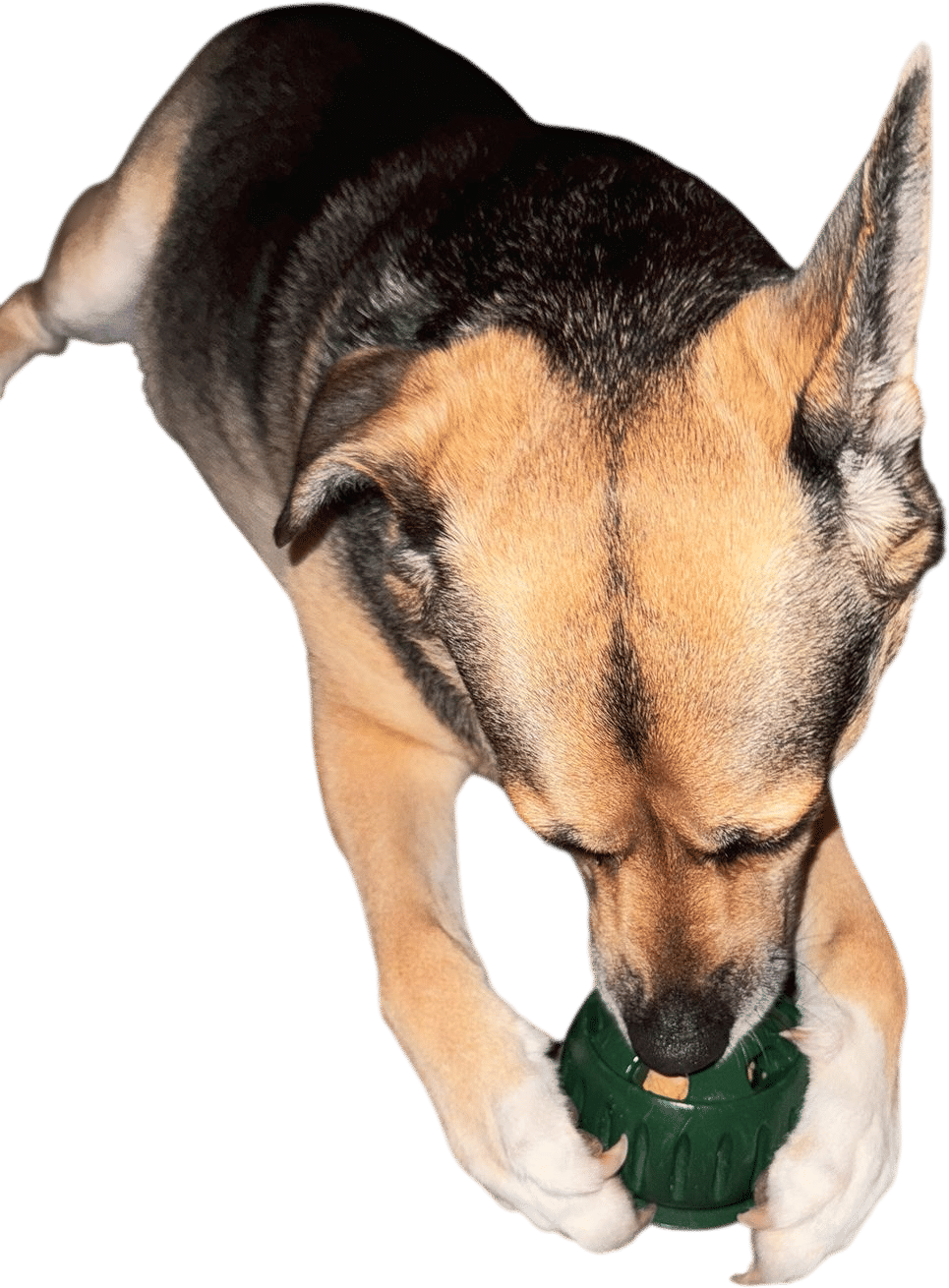 Treats on tap - and they're good for her. 