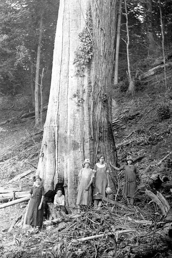 Plant an American Chestnut Tree