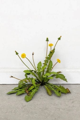 weed by tony matelli