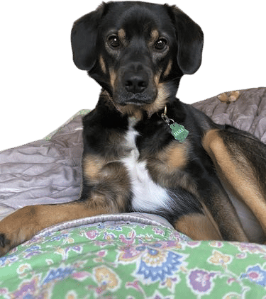 Being A Dog Aunt