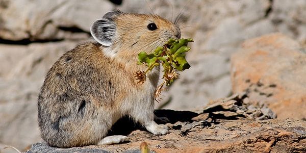 American Pika