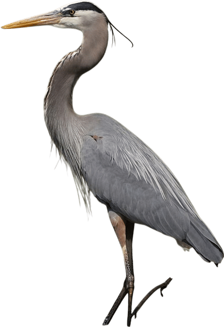 Blue Heron