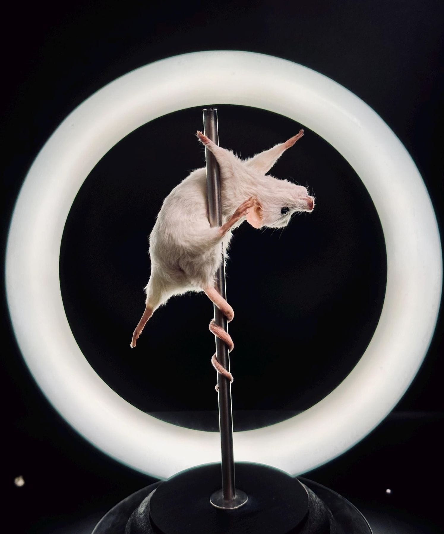 pole dancing taxidermy mouse