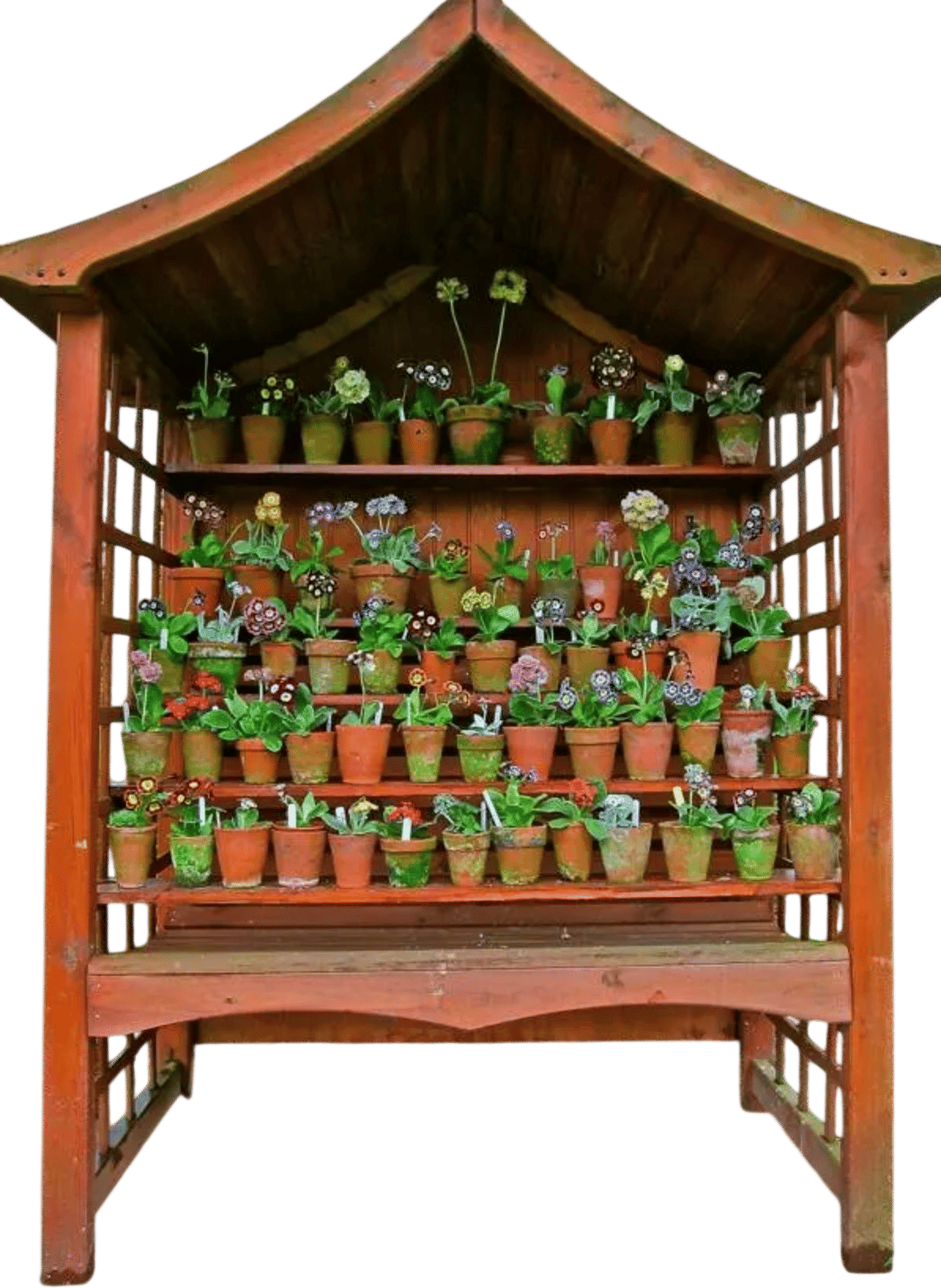 The Auriculas of Spitalfields
