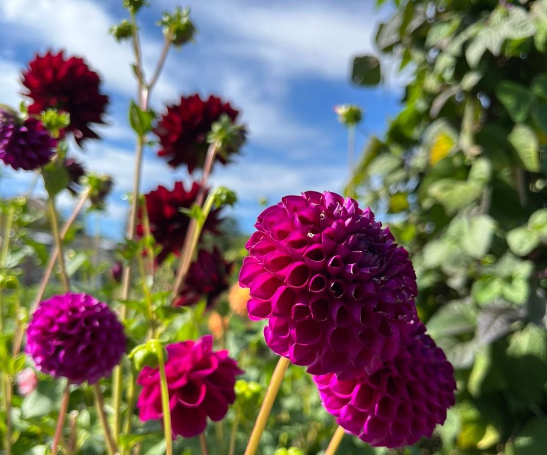 Garden times
