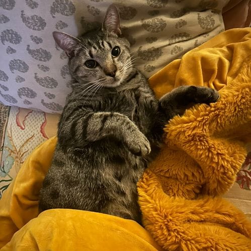 cats named Larry