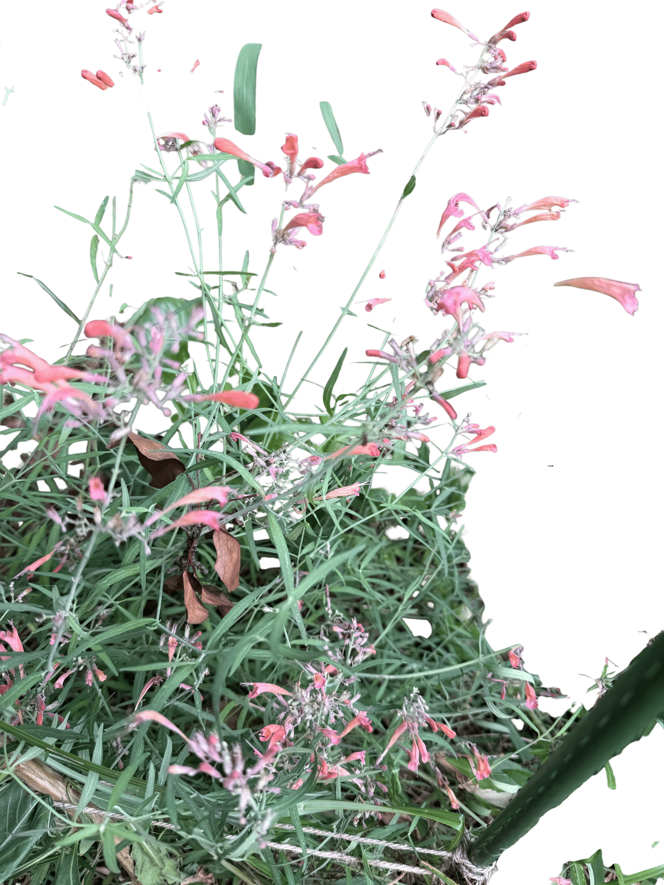 Agastache in the Humble Winners’ Circle