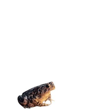 iNaturalist