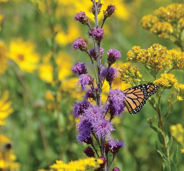 Native plants specific to your area ❤️