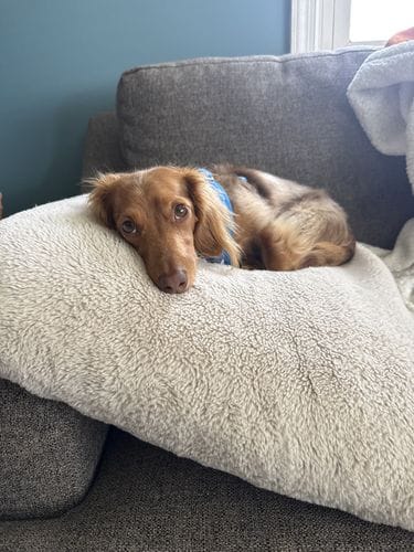 Dog Tax
