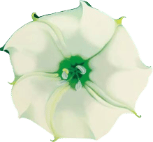 Jimson Weed