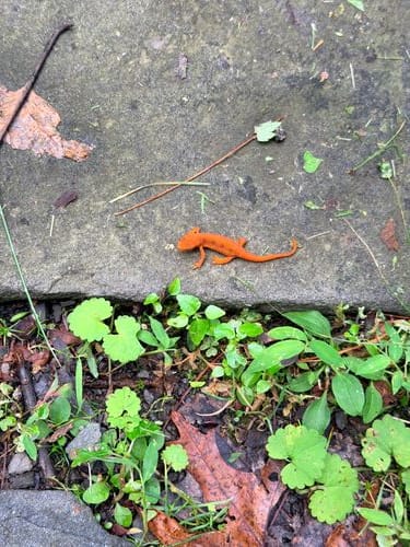 red efts