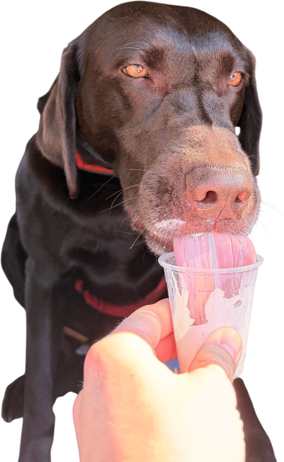Getting your dog a pup cup