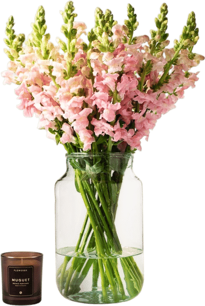 Snapdragons