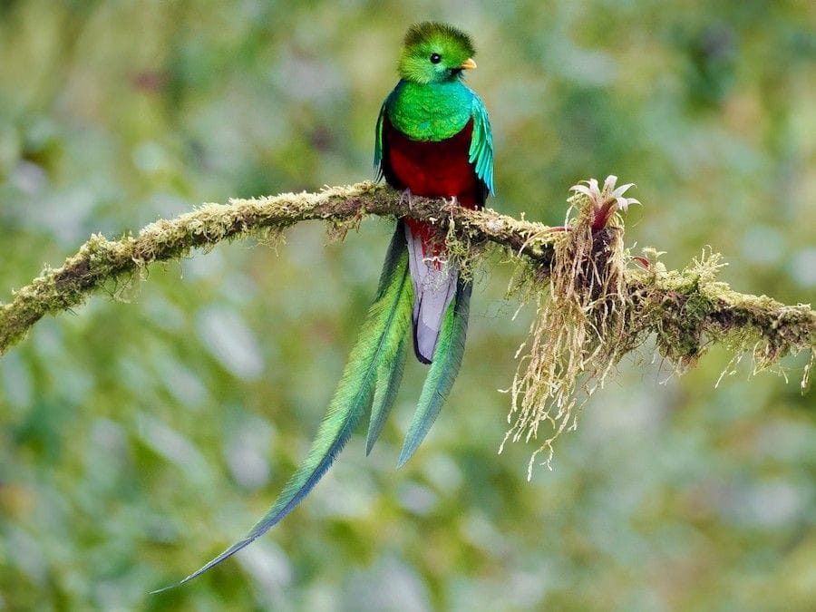 Resplendent quetzal
