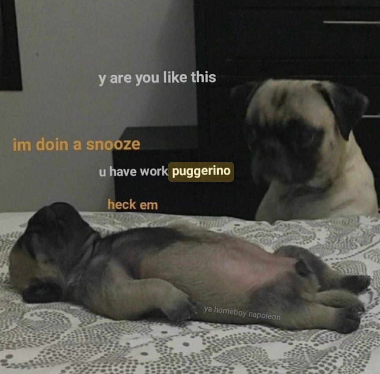 Puggerino