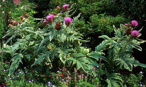 Globe artichokes