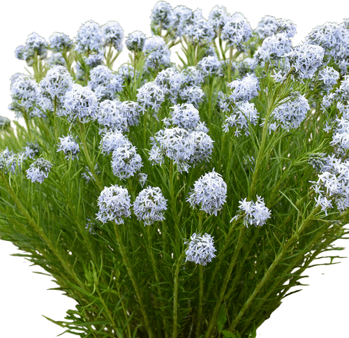 Blue Star