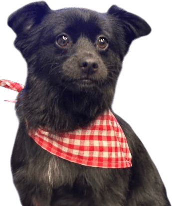 Schipperke Pomeranian