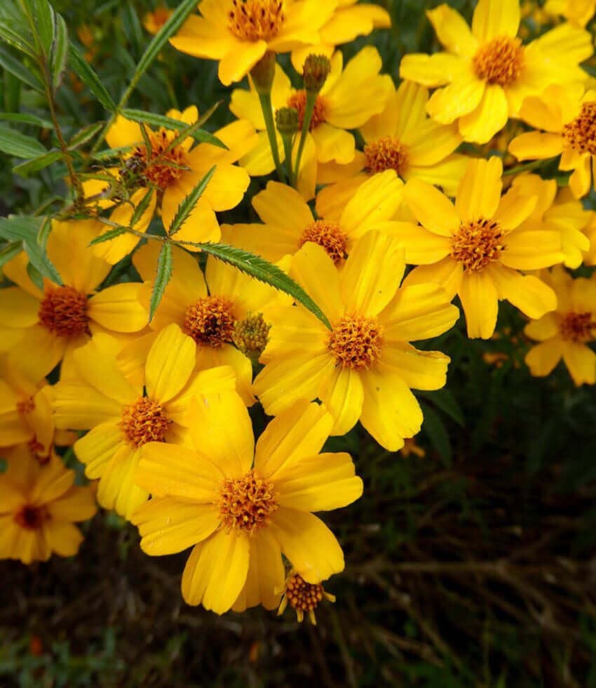 Mexican Marigold Shrub