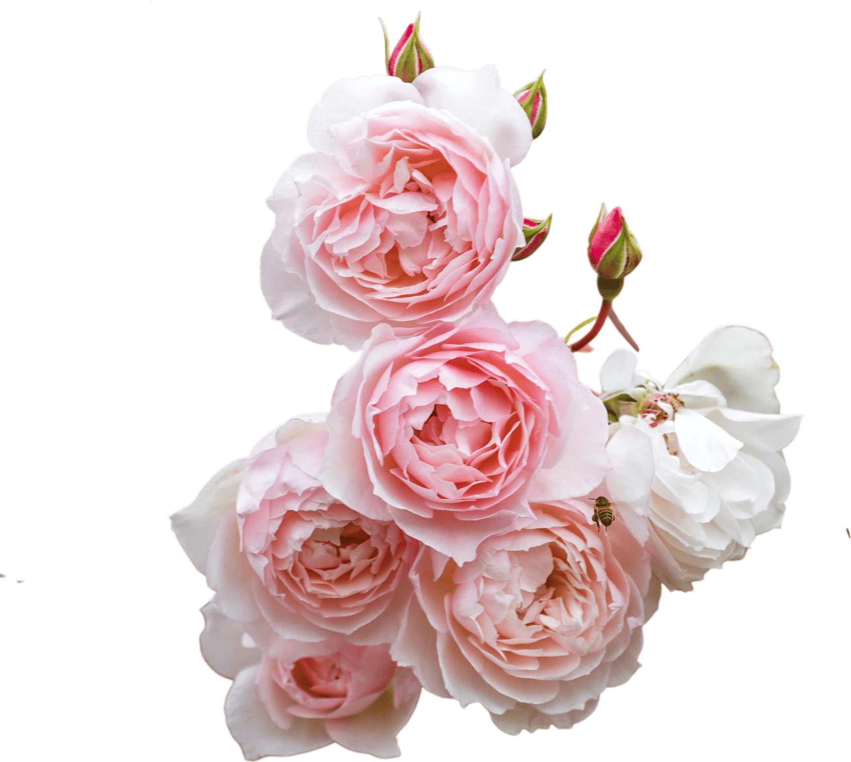 Generous Gardener Climbing Rose by David Austin
