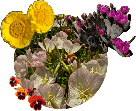 pausing every walk and hike to take mediocre-at-best pictures of flowers