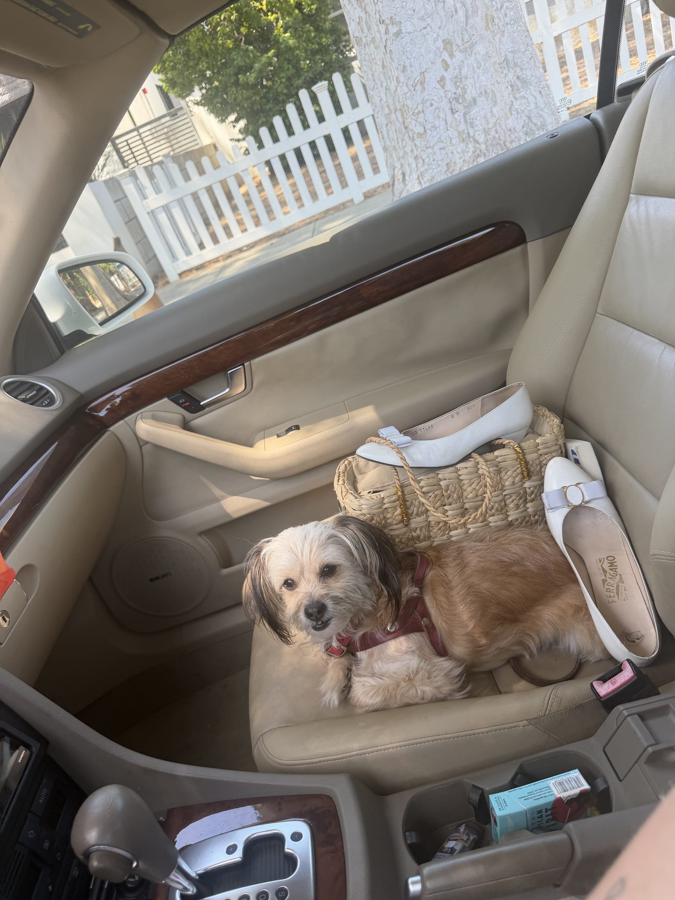my dog coming with me