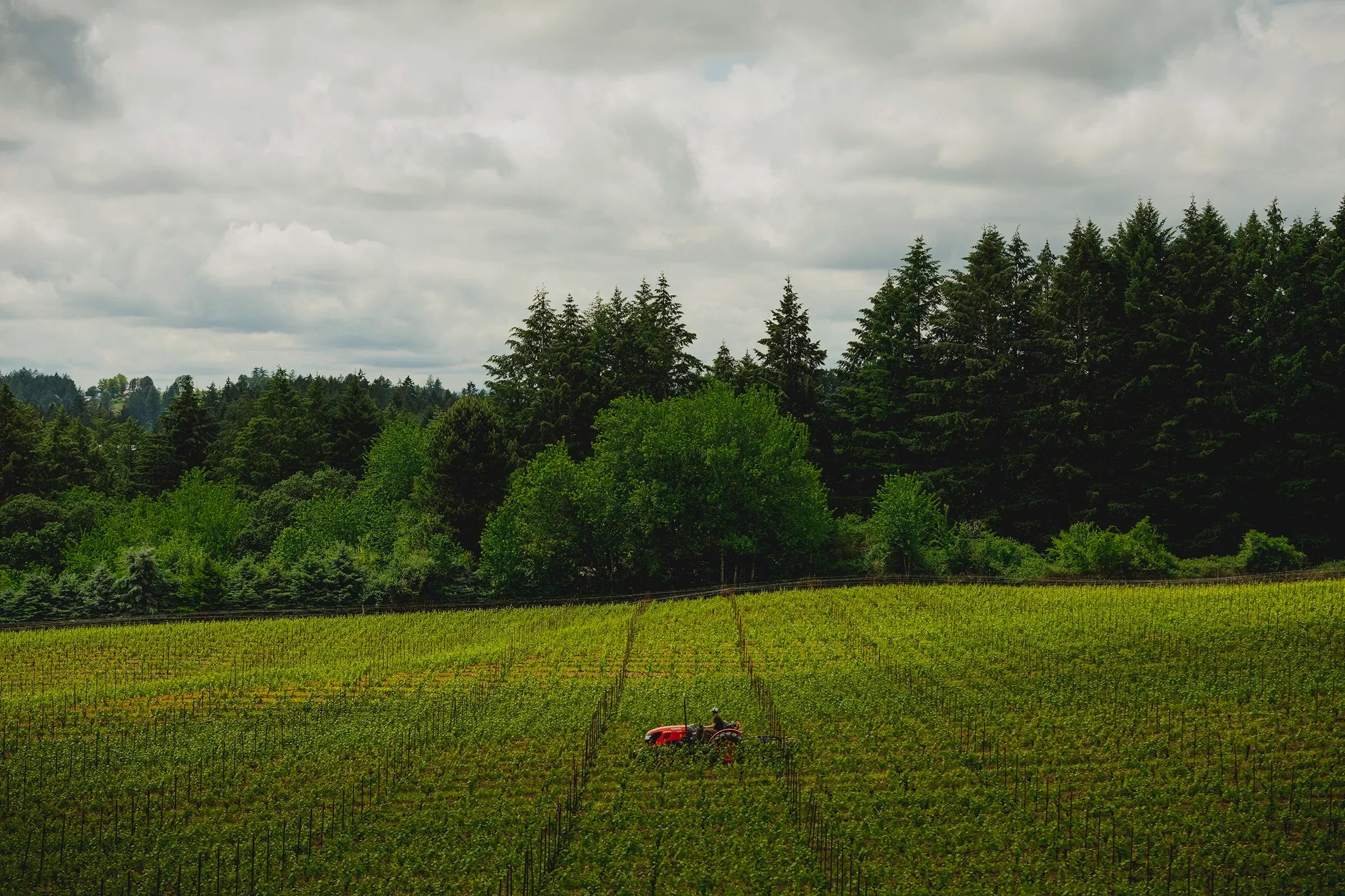 Bergström Winery