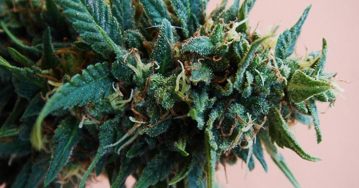 take cbd drops for pms