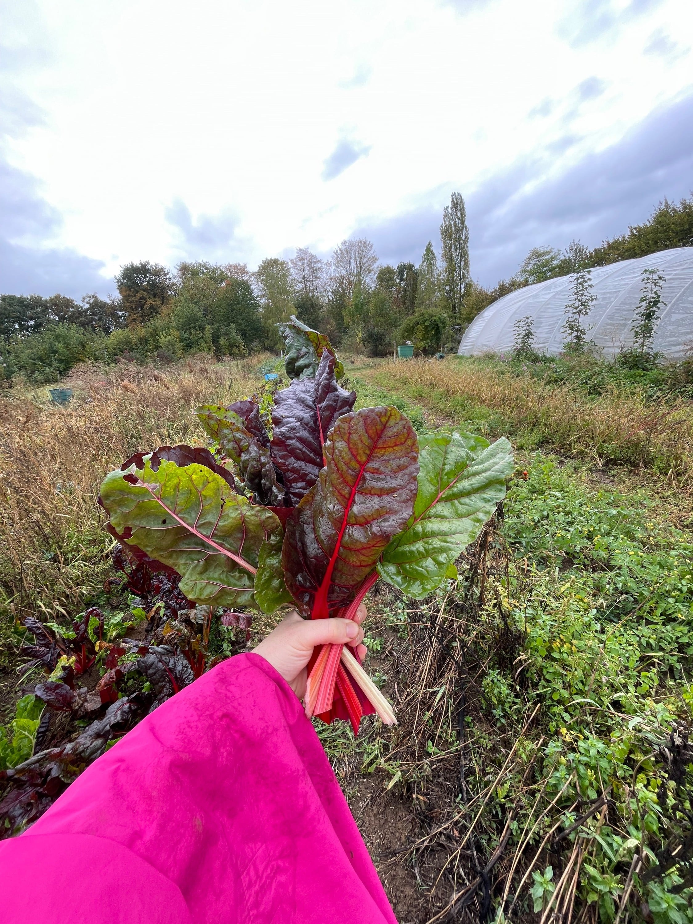 Collecting a bouquet of rainbow chard in the rain