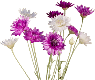 Summertime Seed Co Flower Seeds